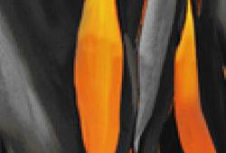 JUMPSUIT YES ZEE COM MANGAS BORBOLETA - Carla Valente